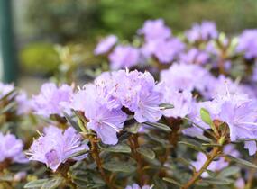 Pěnišník obtížený 'Ramapo' - Rhododendron impeditum 'Ramapo'