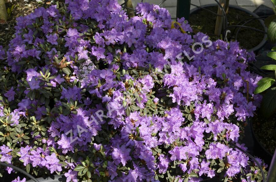 Pěnišník obtížený 'Ramapo' - Rhododendron impeditum 'Ramapo'