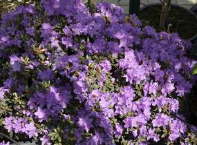 Pěnišník obtížený 'Ramapo' - Rhododendron impeditum 'Ramapo'