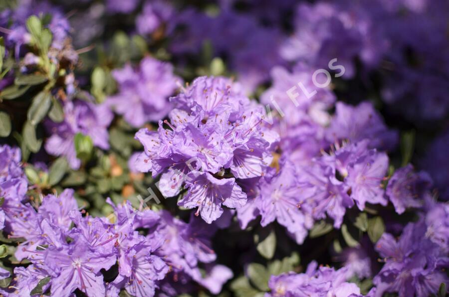 Pěnišník obtížený 'Ramapo' - Rhododendron impeditum 'Ramapo'