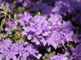 Pěnišník obtížený 'Ramapo' - Rhododendron impeditum 'Ramapo'
