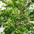 Dřín japonský 'Satomi' - Cornus kousa 'Satomi'