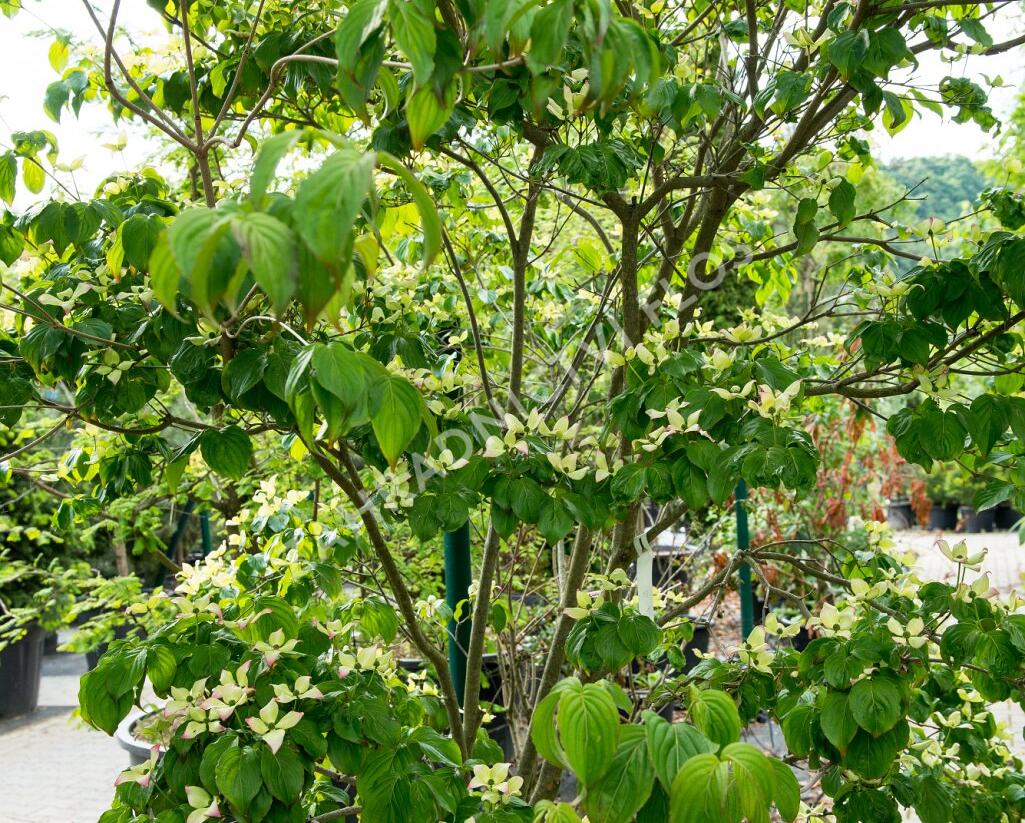 Dřín japonský 'Satomi' - Cornus kousa 'Satomi'