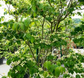 Dřín japonský 'Satomi' - Cornus kousa 'Satomi'