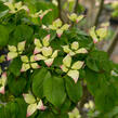 Dřín japonský 'Satomi' - Cornus kousa 'Satomi'