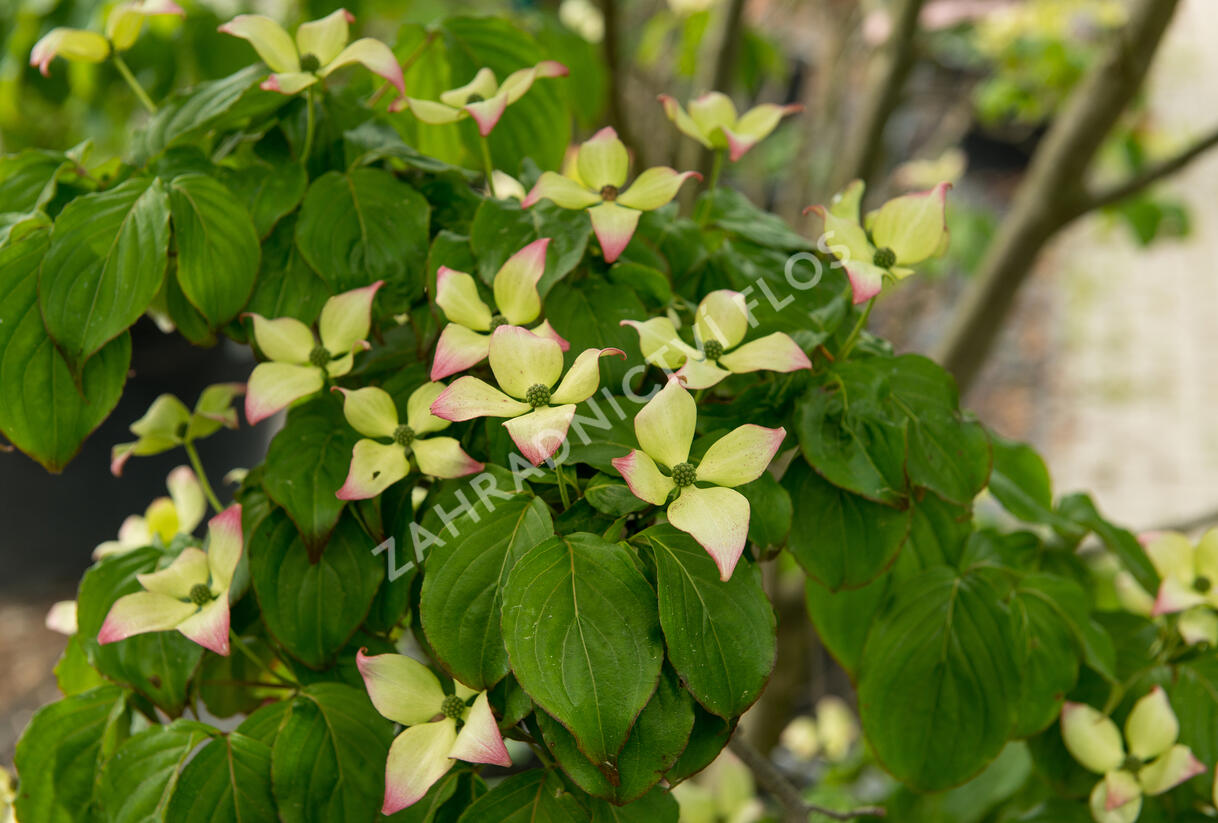Dřín japonský 'Satomi' - Cornus kousa 'Satomi'
