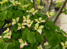 Dřín japonský 'Satomi' - Cornus kousa 'Satomi'