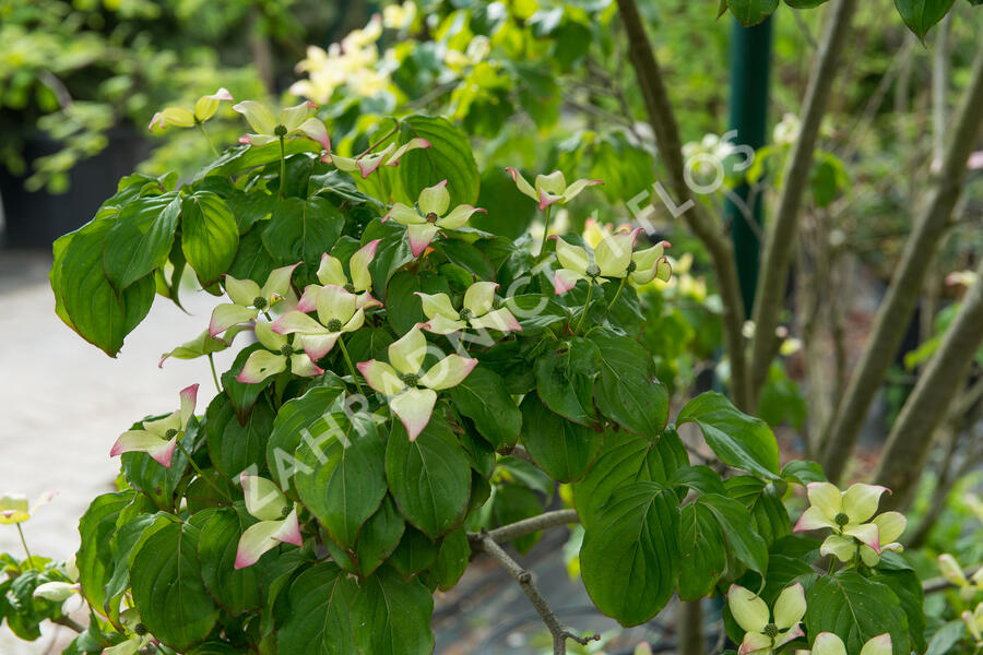 Dřín japonský 'Satomi' - Cornus kousa 'Satomi'