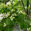 Dřín japonský 'Satomi' - Cornus kousa 'Satomi'