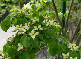 Dřín japonský 'Satomi' - Cornus kousa 'Satomi'