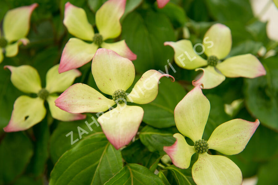 Dřín japonský 'Satomi' - Cornus kousa 'Satomi'