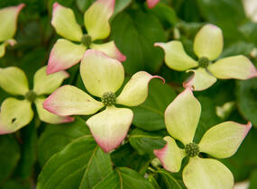 Dřín japonský 'Satomi' - Cornus kousa 'Satomi'