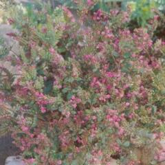 Oregano (Dobromysl) 'Hopley' - Origanum laevigatum 'Hopley'