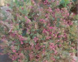 Oregano, dobromysl 'Hopley'