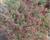 Oregano, dobromysl 'Hopley'