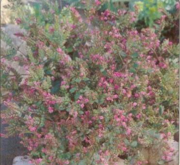 Oregano, dobromysl 'Hopley' - Origanum laevigatum 'Hopley'