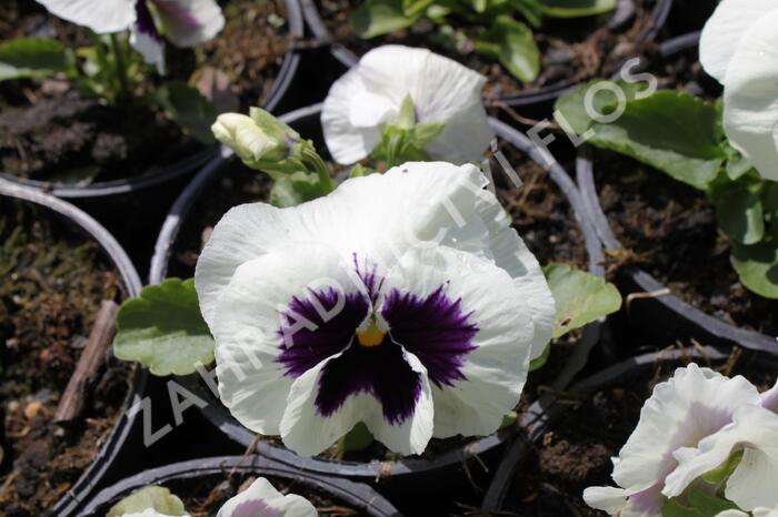 Violka, maceška zahradní 'Colossus White with Blotch' - Viola wittrockiana 'Colossus White with Blotch'