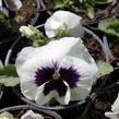 Violka, maceška zahradní 'Colossus White with Blotch' - Viola wittrockiana 'Colossus White with Blotch'
