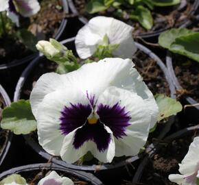 Violka, maceška zahradní 'Colossus White with Blotch'