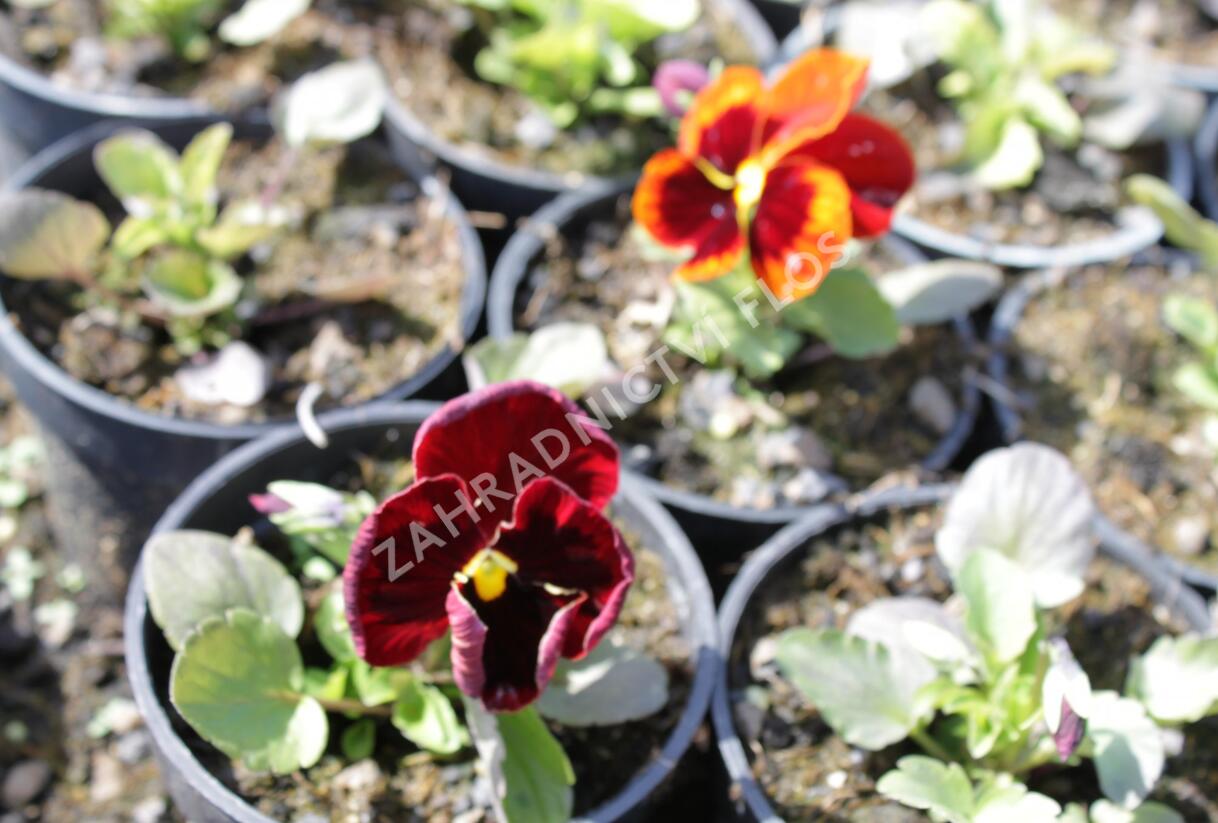Violka, maceška zahradní 'Colossus Red with Blotch' - Viola wittrockiana 'Colossus Red with Blotch'