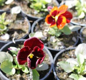 Violka, maceška zahradní 'Colossus Red with Blotch' - Viola wittrockiana 'Colossus Red with Blotch'