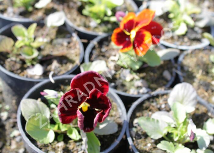 Violka, maceška zahradní 'Colossus Red with Blotch' - Viola wittrockiana 'Colossus Red with Blotch'