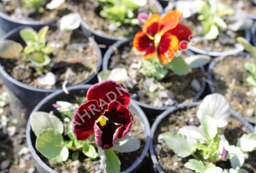 Violka, maceška zahradní 'Colossus Red with Blotch' - Viola wittrockiana 'Colossus Red with Blotch'