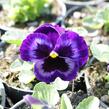 Violka, maceška zahradní 'Colossus Neon Violet' - Viola wittrockiana 'Colossus Neon Violet'