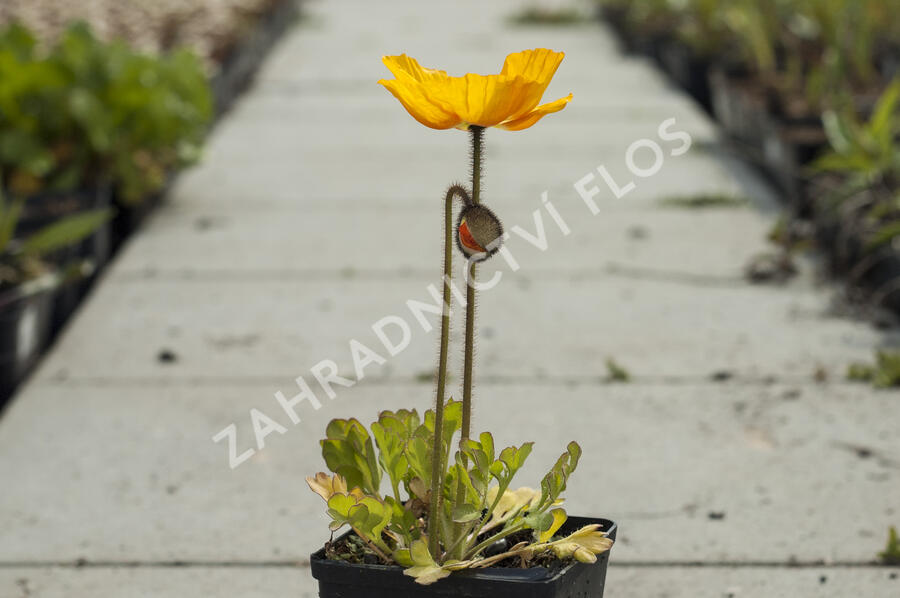 Mák lysý 'Pulchinella Mixed' - Papaver nudicaule 'Pulchinella Mixed'