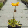 Mák lysý 'Pulchinella Mixed' - Papaver nudicaule 'Pulchinella Mixed'