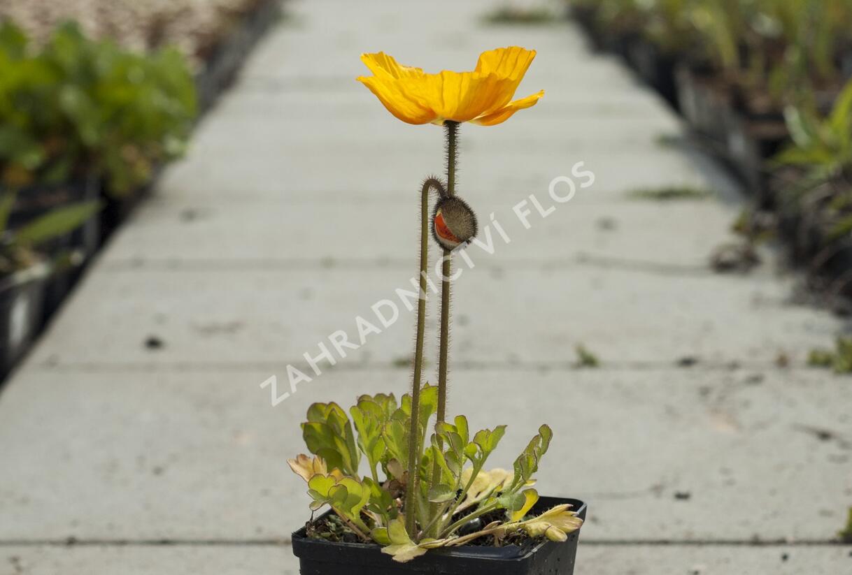 Mák lysý 'Pulchinella Mixed' - Papaver nudicaule 'Pulchinella Mixed'