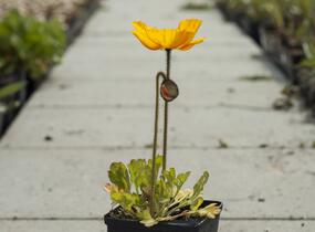 Mák lysý 'Pulchinella Mixed' - Papaver nudicaule 'Pulchinella Mixed'