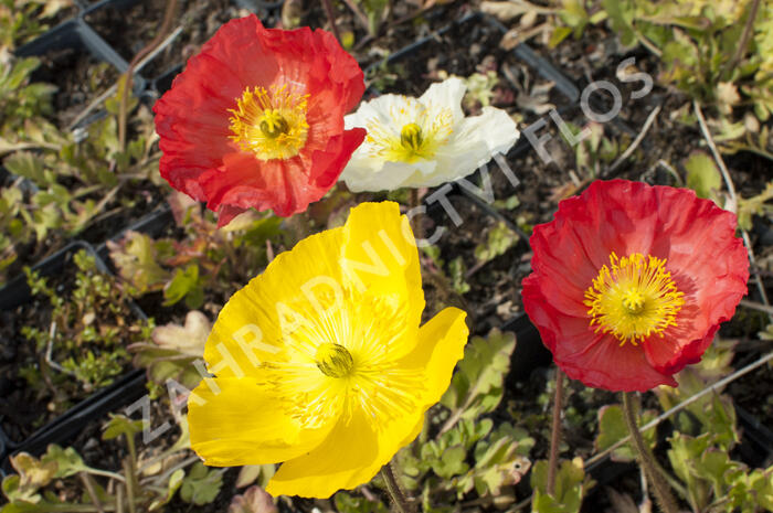 Mák lysý 'Pulchinella Mixed' - Papaver nudicaule 'Pulchinella Mixed'