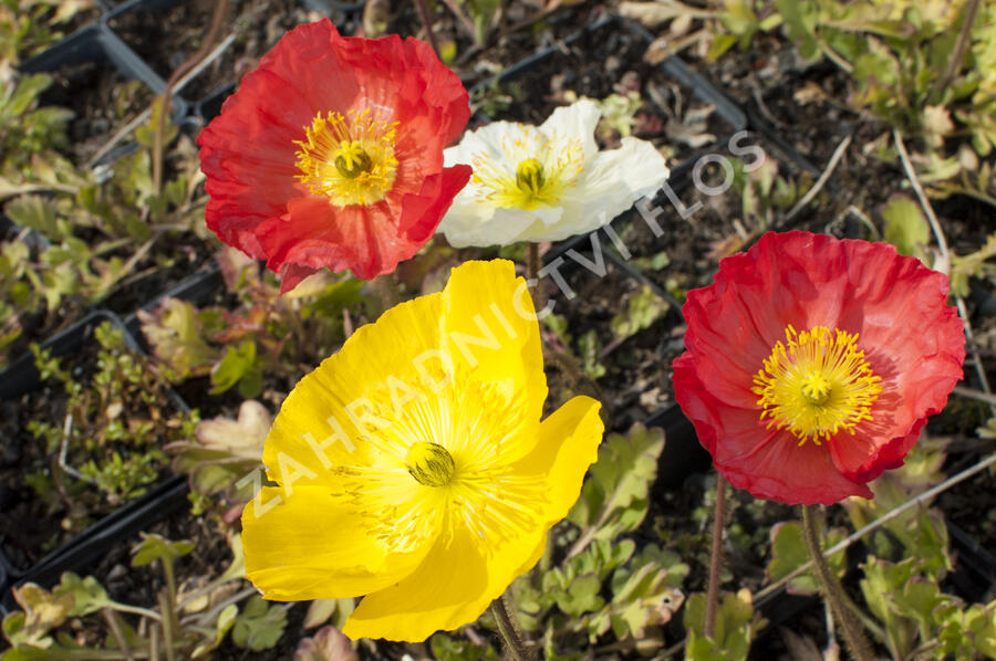 Mák lysý 'Pulchinella Mixed' - Papaver nudicaule 'Pulchinella Mixed'