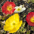 Mák lysý 'Pulchinella Mixed' - Papaver nudicaule 'Pulchinella Mixed'