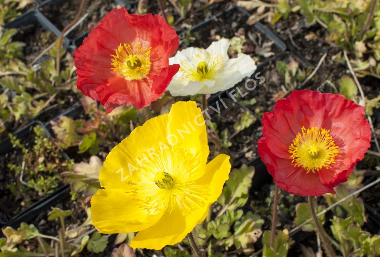 Mák lysý 'Pulchinella Mixed' - Papaver nudicaule 'Pulchinella Mixed'