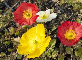 Mák lysý 'Pulchinella Mixed' - Papaver nudicaule 'Pulchinella Mixed'