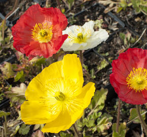 Mák lysý 'Pulchinella Mixed' - Papaver nudicaule 'Pulchinella Mixed'