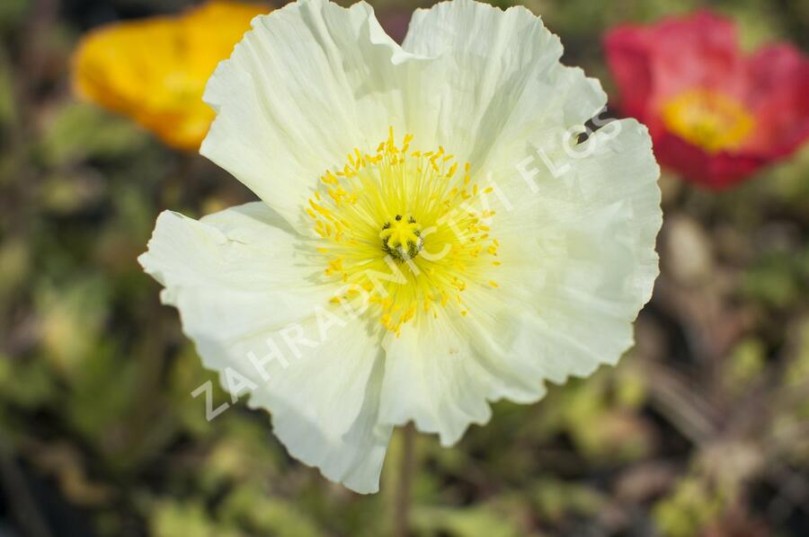 Mák lysý 'Pulchinella Mixed' - Papaver nudicaule 'Pulchinella Mixed'
