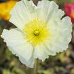 Mák lysý 'Pulchinella Mixed' - Papaver nudicaule 'Pulchinella Mixed'