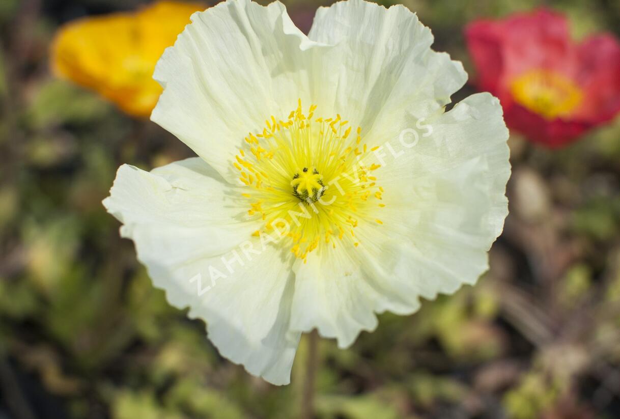 Mák lysý 'Pulchinella Mixed' - Papaver nudicaule 'Pulchinella Mixed'