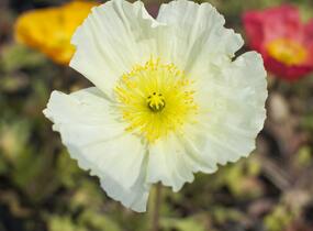 Mák lysý 'Pulchinella Mixed' - Papaver nudicaule 'Pulchinella Mixed'