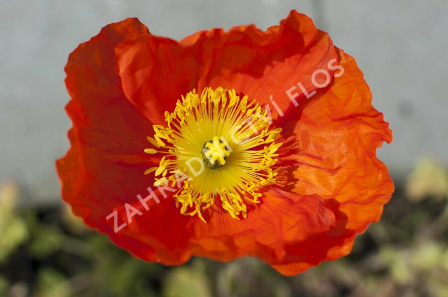 Mák lysý 'Pulchinella Mixed' - Papaver nudicaule 'Pulchinella Mixed'