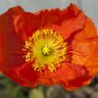 Mák lysý 'Pulchinella Mixed' - Papaver nudicaule 'Pulchinella Mixed'