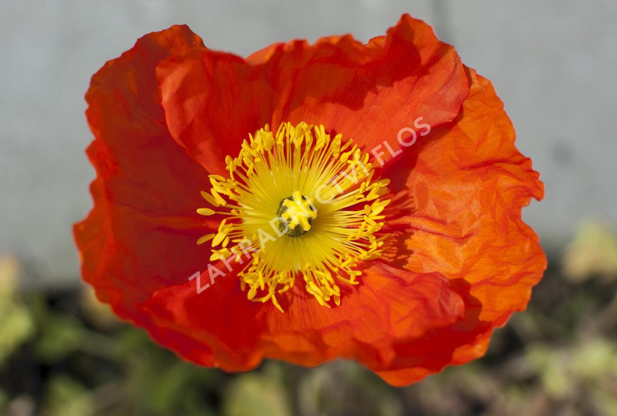 Mák lysý 'Pulchinella Mixed' - Papaver nudicaule 'Pulchinella Mixed'