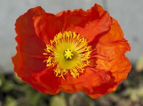 Mák lysý 'Pulchinella Mixed' - Papaver nudicaule 'Pulchinella Mixed'