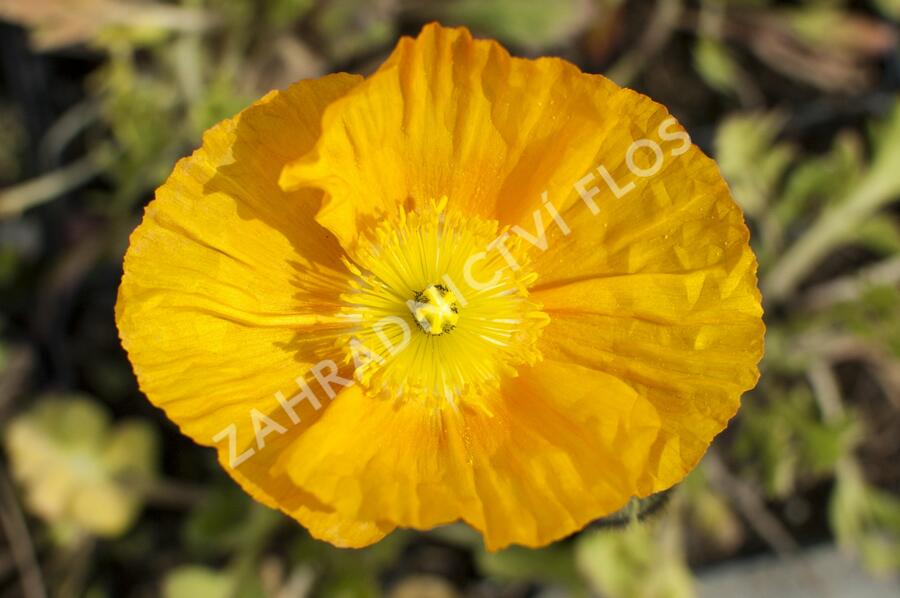 Mák lysý 'Pulchinella Mixed' - Papaver nudicaule 'Pulchinella Mixed'