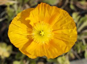 Mák lysý 'Pulchinella Mixed' - Papaver nudicaule 'Pulchinella Mixed'