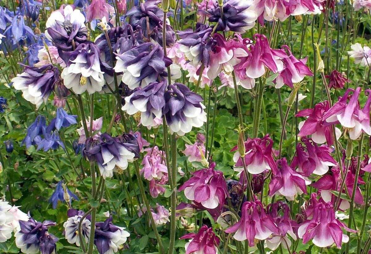 Orlíček obecný 'Grandmother's garden' - Aquilegia vulgaris 'Grandmother's garden'