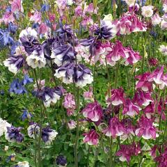 Orlíček obecný 'Grandmother's garden' - Aquilegia vulgaris 'Grandmother's garden'